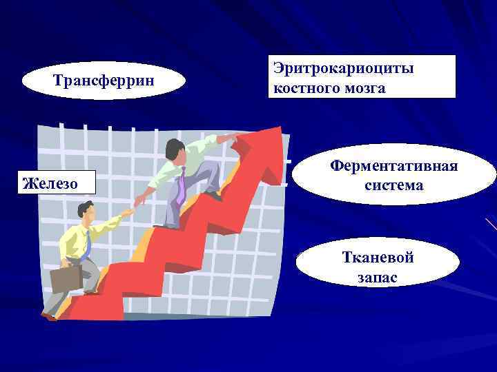 Трансферрин Железо Эритрокариоциты костного мозга Ферментативная система Тканевой запас 
