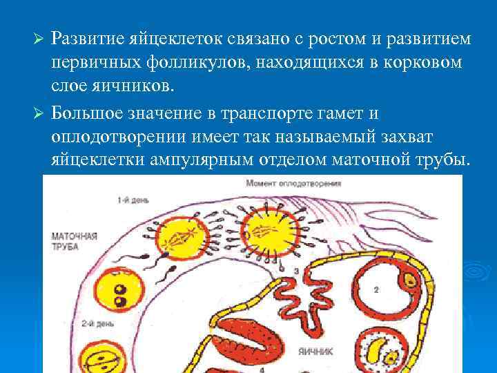 Развитие яйцеклеток связано с ростом и развитием первичных фолликулов, находящихся в корковом слое яичников.