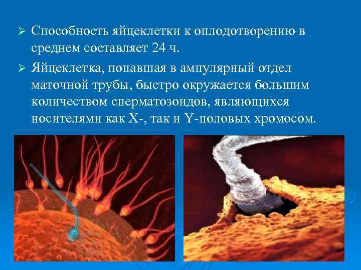 Способность яйцеклетки к оплодотворению в среднем составляет 24 ч. Ø Яйцеклетка, попавшая в ампулярный