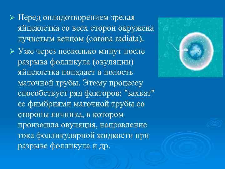 Перед оплодотворением зрелая яйцеклетка со всех сторон окружена лучистым венцом (corona radiata). Ø Уже