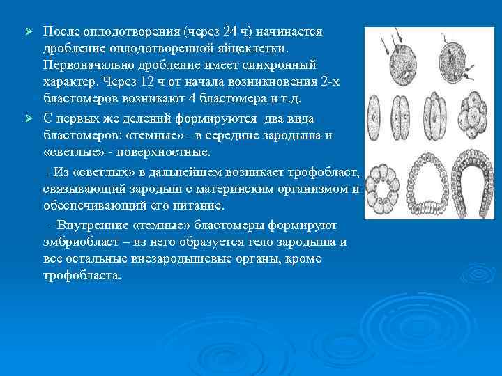 После оплодотворения (через 24 ч) начинается дробление оплодотворенной яйцеклетки. Первоначально дробление имеет синхронный характер.