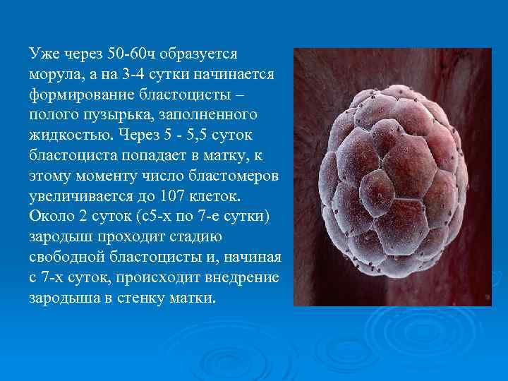 Уже через 50 -60 ч образуется морула, а на 3 -4 сутки начинается формирование