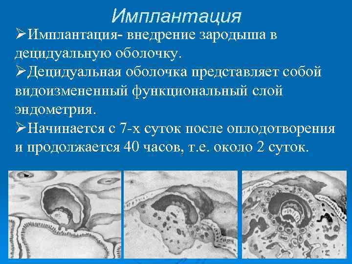 Имплантация ØИмплантация- внедрение зародыша в децидуальную оболочку ØДецидуальная оболочка представляет собой видоизмененный функциональный слой