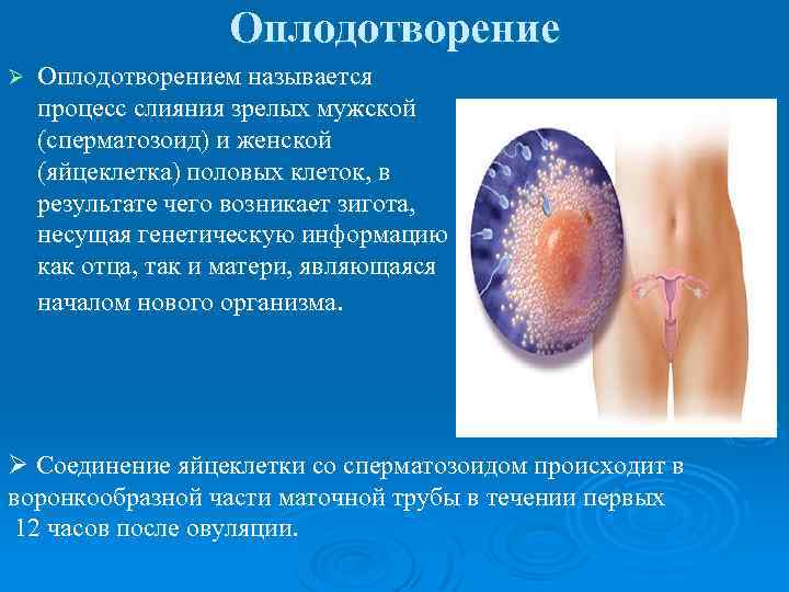 Оплодотворение Ø Оплодотворением называется процесс слияния зрелых мужской (сперматозоид) и женской (яйцеклетка) половых клеток,