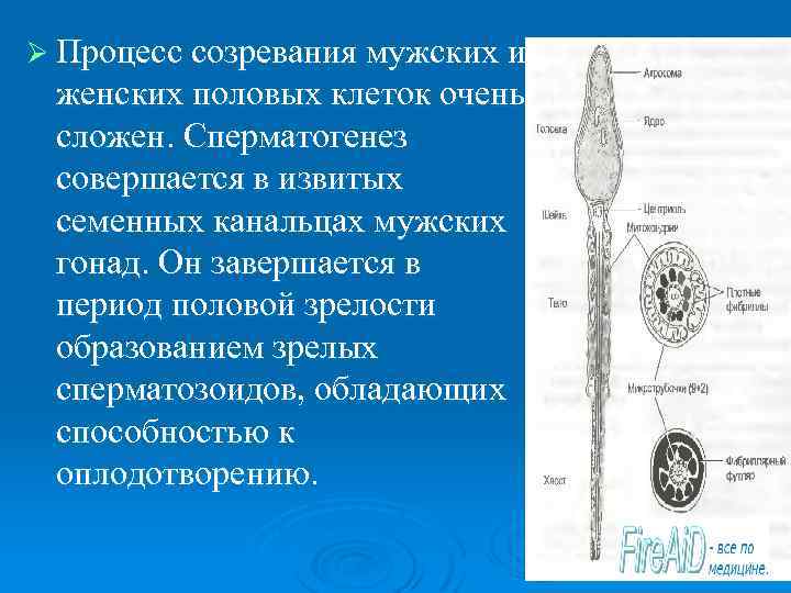 Ø Процесс созревания мужских и женских половых клеток очень сложен. Сперматогенез совершается в извитых