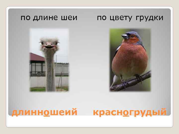 по длине шеи длинношеий по цвету грудки красногрудый 