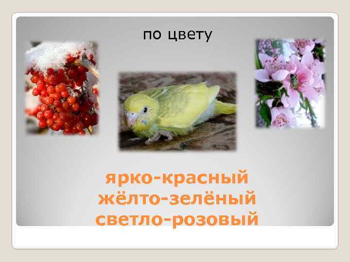 по цвету ярко-красный жёлто-зелёный светло-розовый 