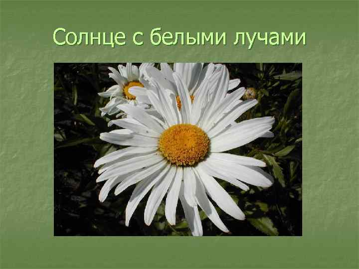 Солнце с белыми лучами 