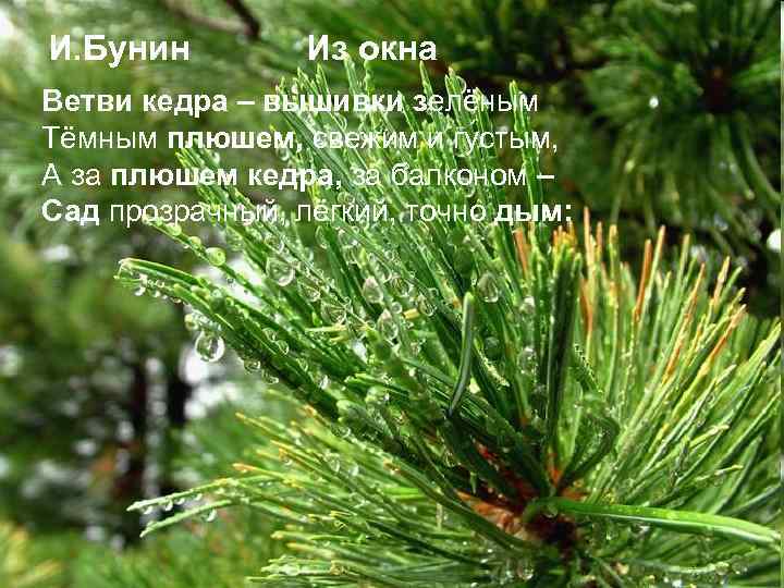 И. Бунин Из окна Ветви кедра – вышивки зелёным Тёмным плюшем, свежим и густым,