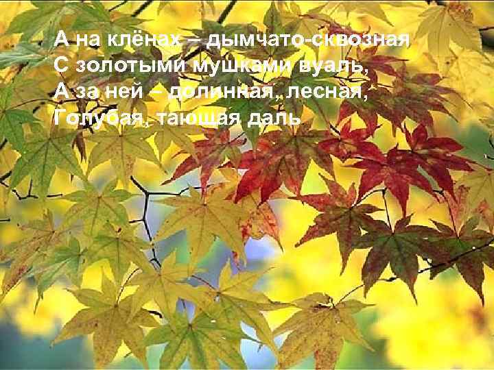 А на клёнах – дымчато-сквозная С золотыми мушками вуаль, А за ней – долинная,