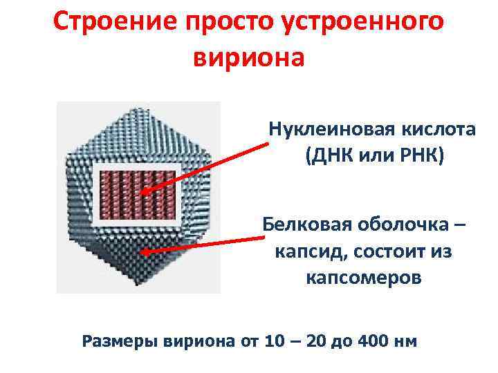 Строение просто устроенного вириона Нуклеиновая кислота (ДНК или РНК) Белковая оболочка – капсид, состоит