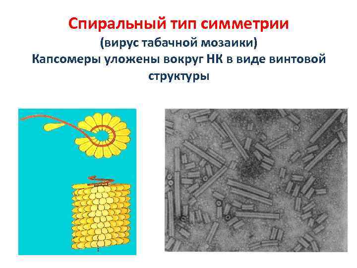 Спиральный тип симметрии (вирус табачной мозаики) Капсомеры уложены вокруг НК в виде винтовой структуры