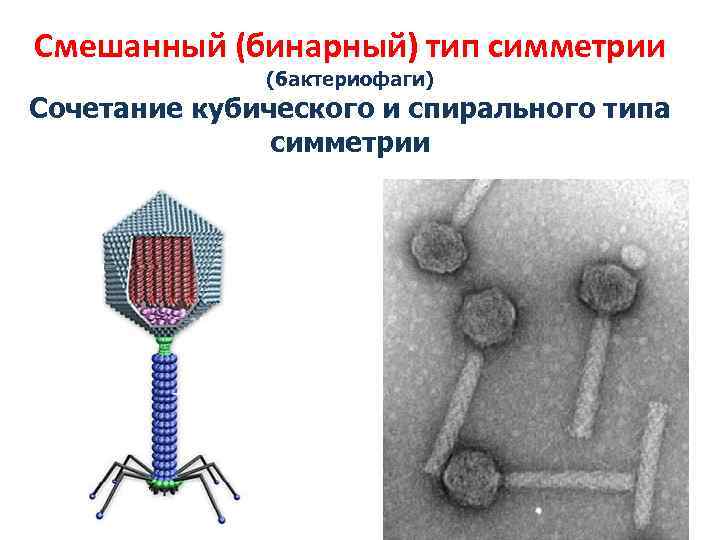 Смешанный (бинарный) тип симметрии (бактериофаги) Сочетание кубического и спирального типа симметрии 