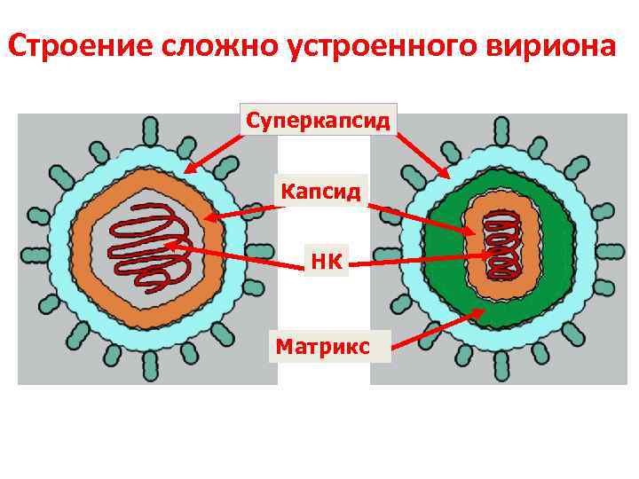 Строение сложно устроенного вириона Суперкапсид Капсид НК Матрикс 