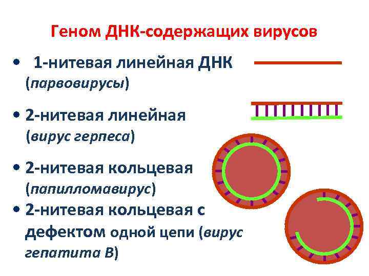 Геном вируса виды