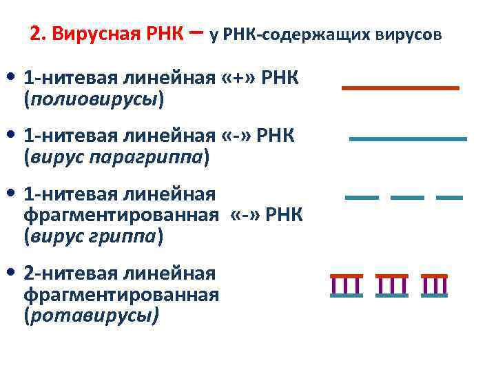 2. Вирусная РНК – у РНК-содержащих вирусов • 1 -нитевая линейная «+» РНК (полиовирусы)