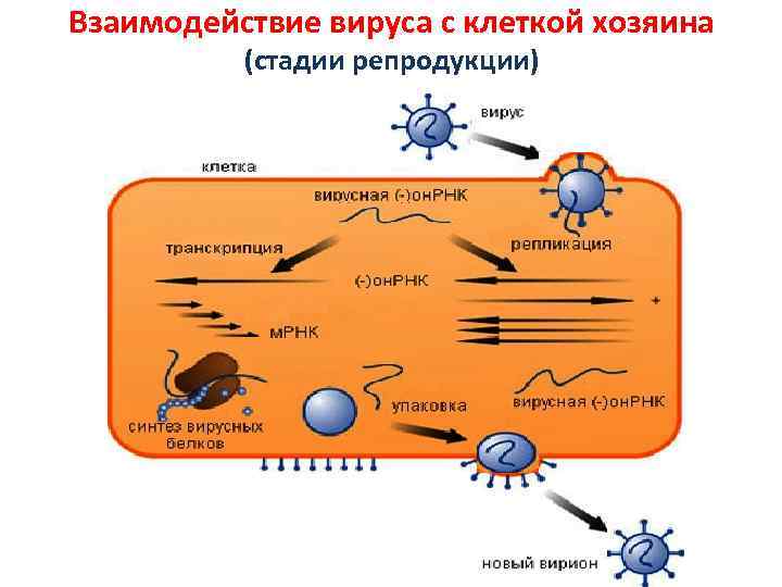 Взаимодействие вируса с клеткой хозяина (стадии репродукции) 