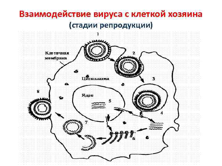 Взаимодействие вируса с клеткой хозяина (стадии репродукции) 