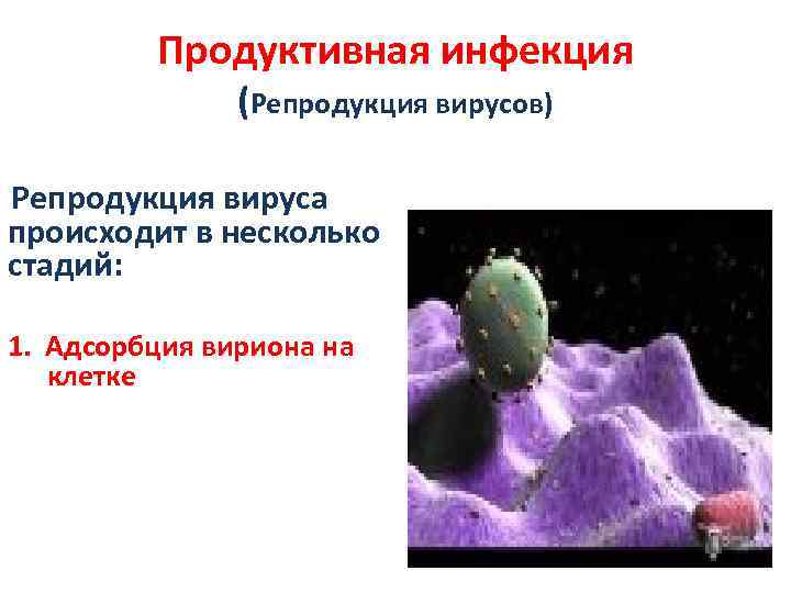 Продуктивная инфекция (Репродукция вирусов) Репродукция вируса происходит в несколько стадий: 1. Адсорбция вириона на