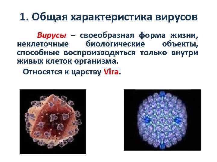 Характеристика вирусов биология. Царство вирусы общая характеристика. Характеристика вирусов.