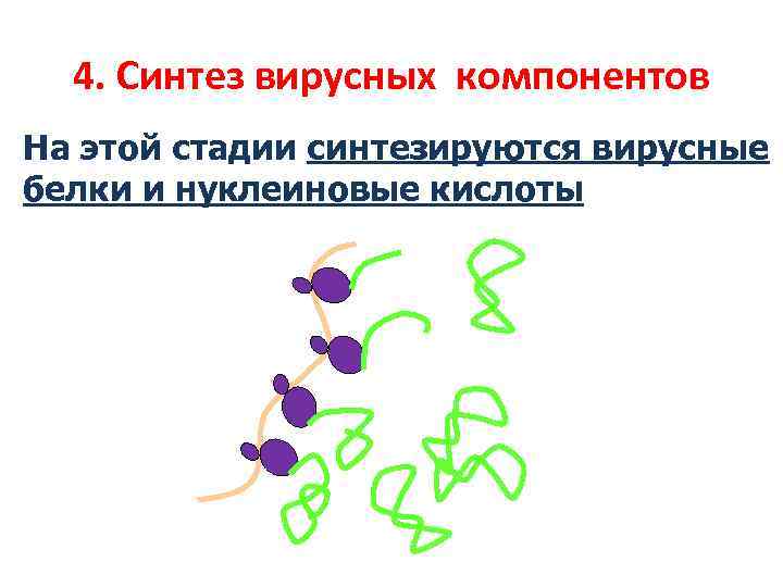 4. Синтез вирусных компонентов На этой стадии синтезируются вирусные белки и нуклеиновые кислоты 