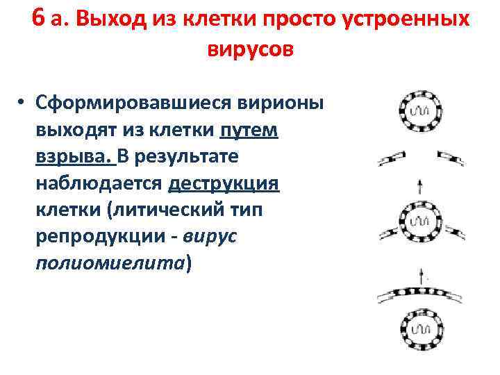 6 а. Выход из клетки просто устроенных вирусов • Сформировавшиеся вирионы выходят из клетки