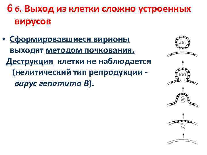 6 б. Выход из клетки сложно устроенных вирусов • Сформировавшиеся вирионы выходят методом почкования.