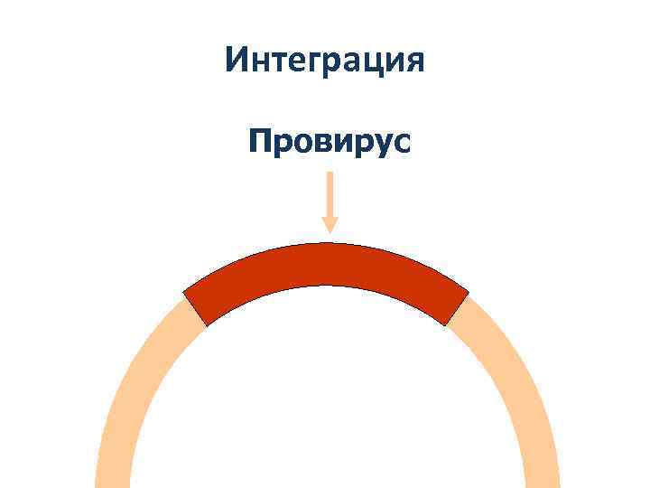 Интеграция Провирус 