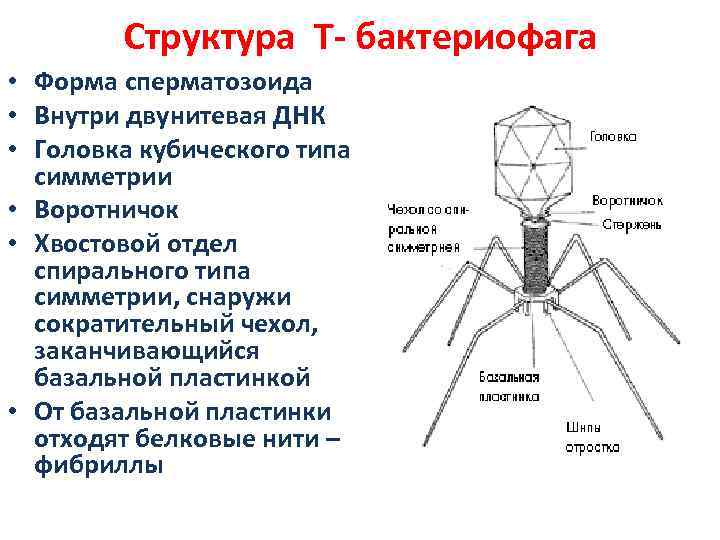 Структура Т- бактериофага • Форма сперматозоида • Внутри двунитевая ДНК • Головка кубического типа