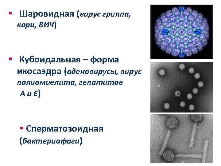 § Шаровидная (вирус гриппа, кори, ВИЧ) § Кубоидальная – форма икосаэдра (аденовирусы, вирус полиомиелита,