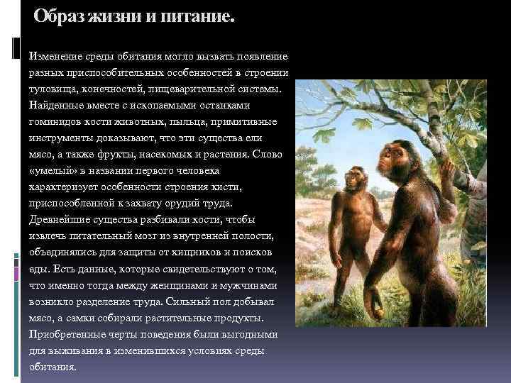 Образ жизни и питание. Изменение среды обитания могло вызвать появление разных приспособительных особенностей в