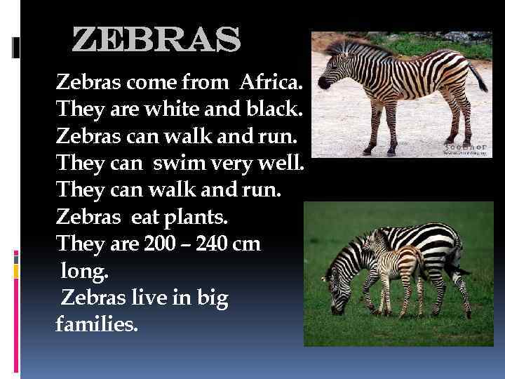 zebras Zebras come from Africa. They are white and black. Zebras can walk and