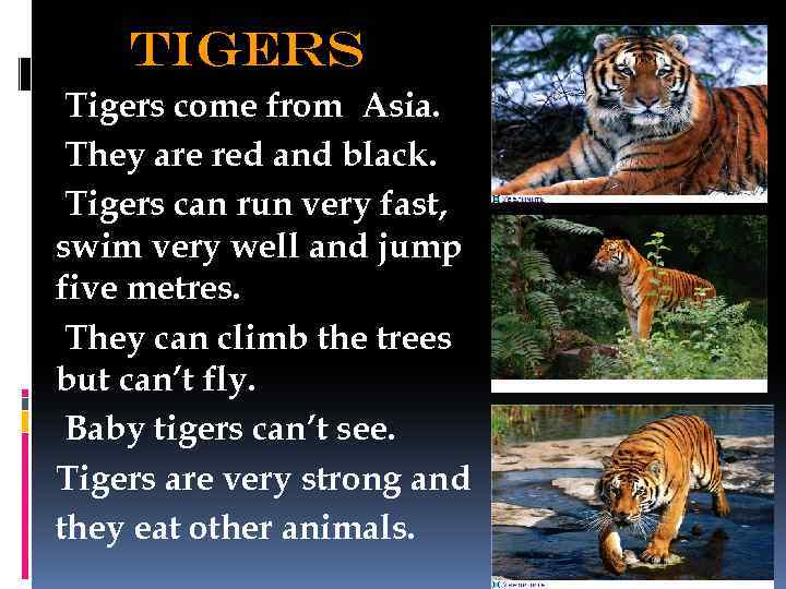 tigers Tigers come from Asia. They are red and black. Tigers can run very