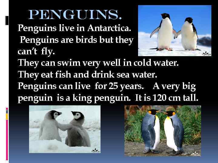 penguins. Penguins live in Antarctica. Penguins are birds but they can’t fly. They can
