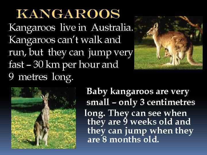 kangaroos Kangaroos live in Australia. Kangaroos can’t walk and run, but they can jump