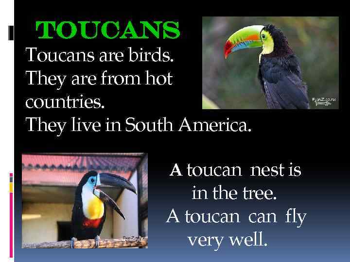 Toucans are birds. They are from hot countries. They live in South America. A