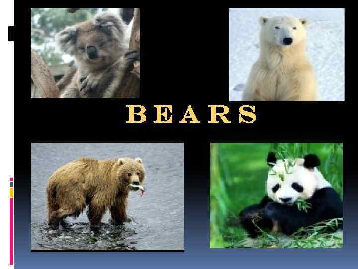 Bears 