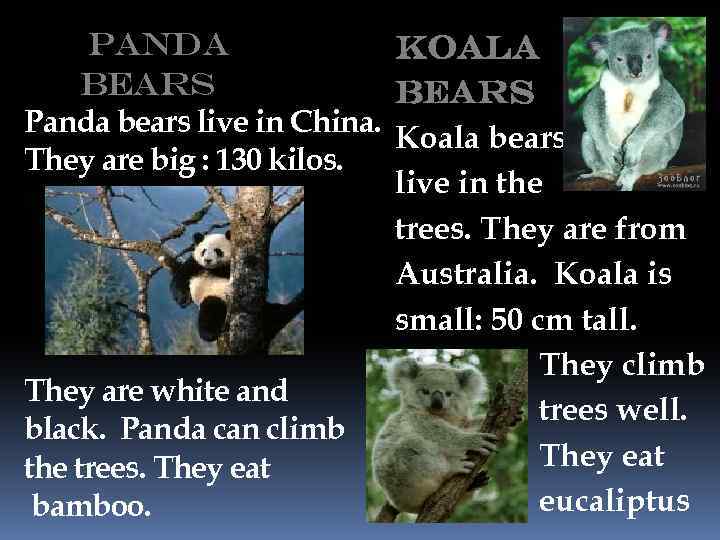 Panda Koala Bears bears Panda bears live in China. Koala bears They are big