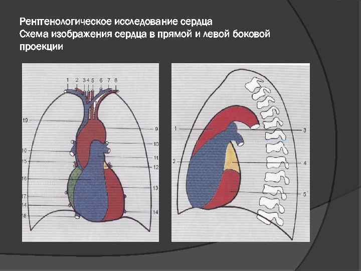 Направление на рентгенологическое исследование образец