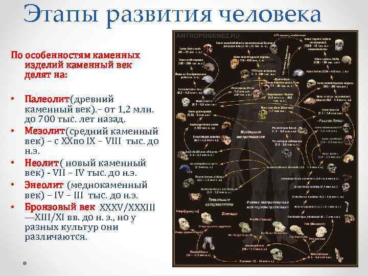 Этапы развития человека По особенностям каменных изделий каменный век делят на: • Палеолит(древний каменный