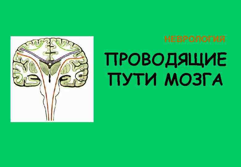 НЕВРОЛОГИЯ ПРОВОДЯЩИЕ ПУТИ МОЗГА 