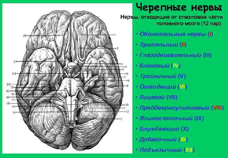 Черепные нервы Нервы, отходящие от стволовой части головного мозга (12 пар): • Обонятельные нервы