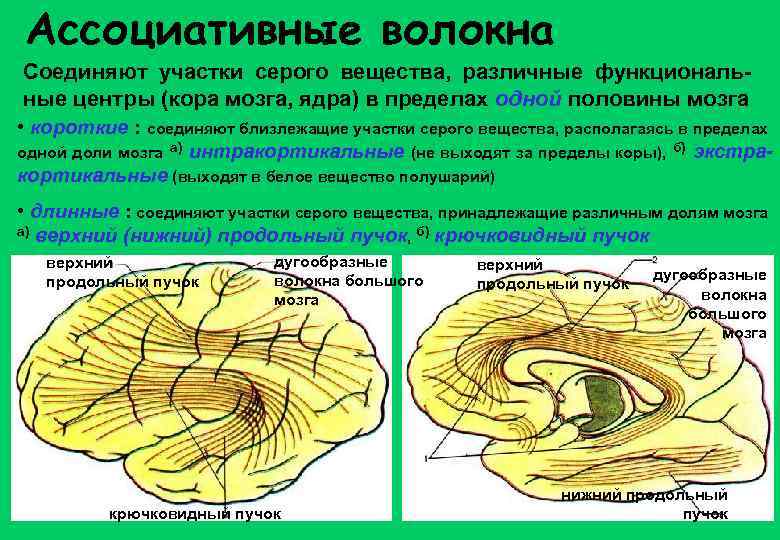 Ассоциативные волокна Соединяют участки серого вещества, различные функциональные центры (кора мозга, ядра) в пределах
