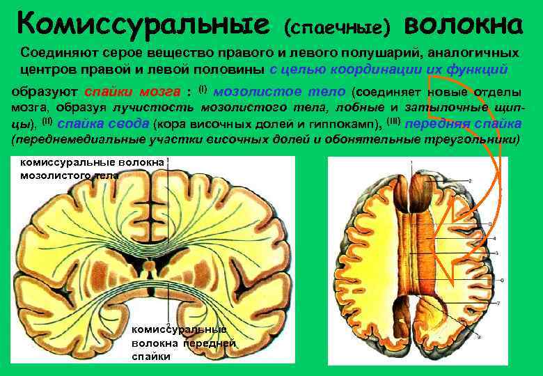 Рисунки по неврологии