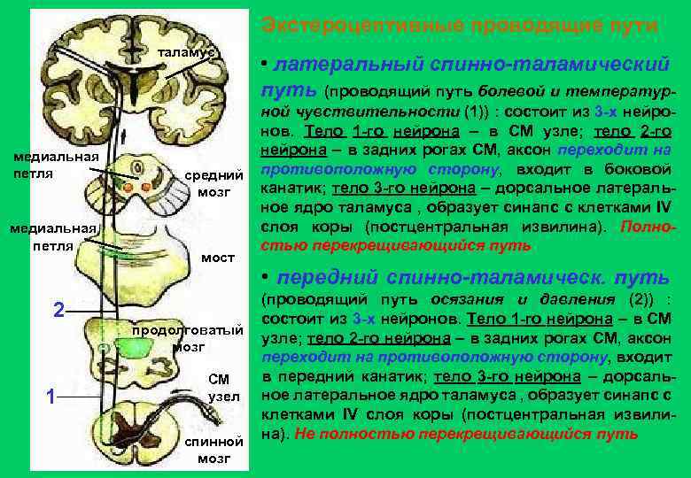 Экстероцептивные проводящие пути таламус медиальная петля 2 1 средний мозг мост продолговатый мозг СМ
