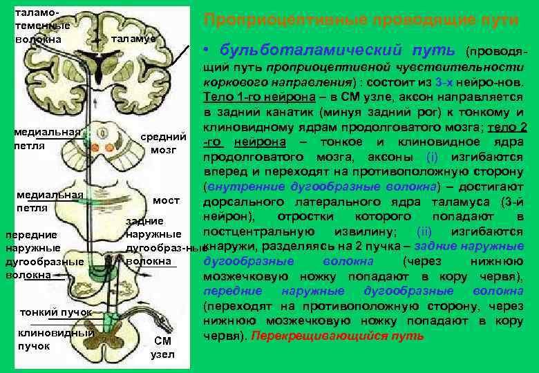 таламотеменные волокна медиальная петля передние наружные дугообразные волокна тонкий пучок клиновидный пучок Проприоцептивные проводящие