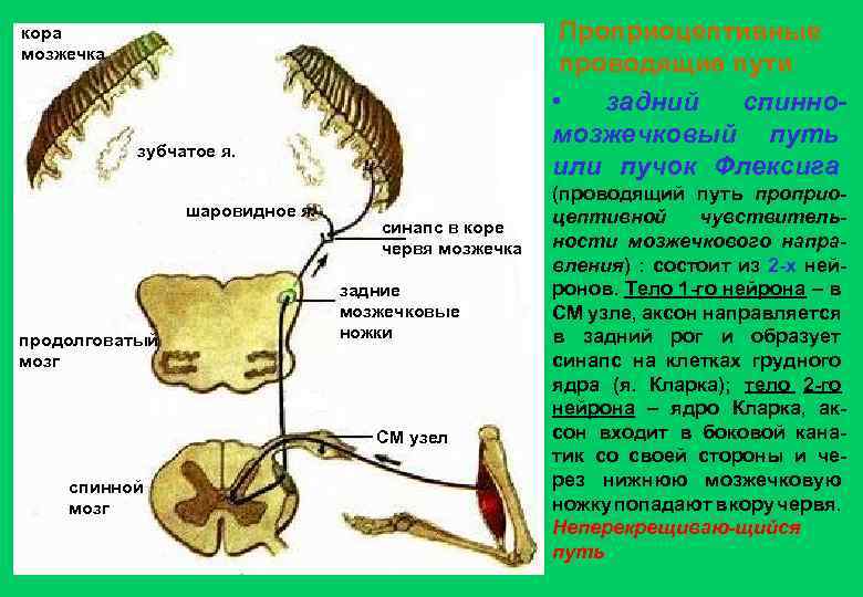 Пути мозжечка схема проводящие