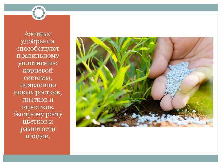Азотные удобрения способствуют правильному уплотнению корневой системы, появлению новых ростков, листков и отростков, быстрому