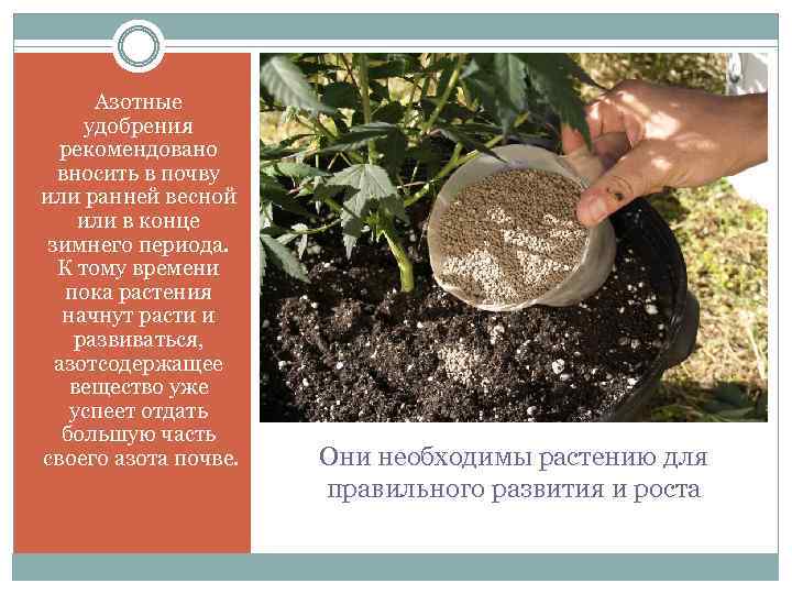 Азотные удобрения рекомендовано вносить в почву или ранней весной или в конце зимнего периода.