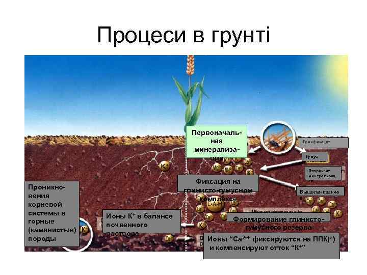 Процеси в грунті Первоначальная минерализация Проникновения корневой системы в горные (камянистые) породы Фиксация на